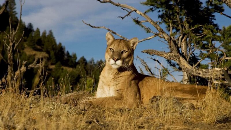 Promoción de caza de especies protegidas por compañía argentina «Hunting & Safari» de Jorge Neya