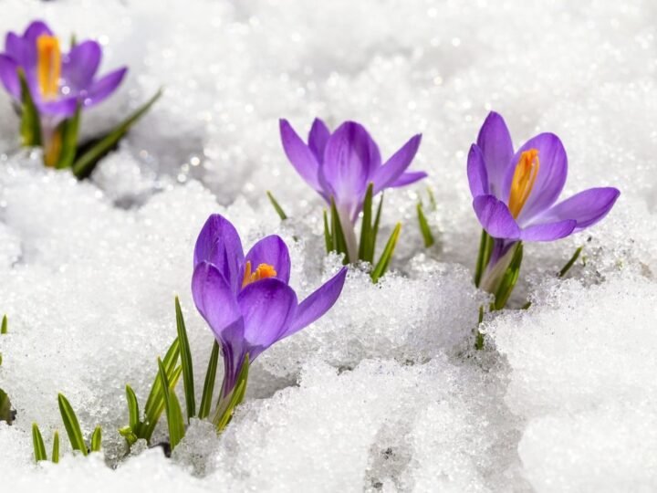 Protege tus plantas de la nieve con el método de jardinería japonés