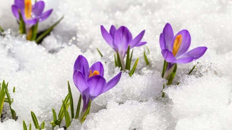 Protege tus plantas de la nieve con el método de jardinería japonés