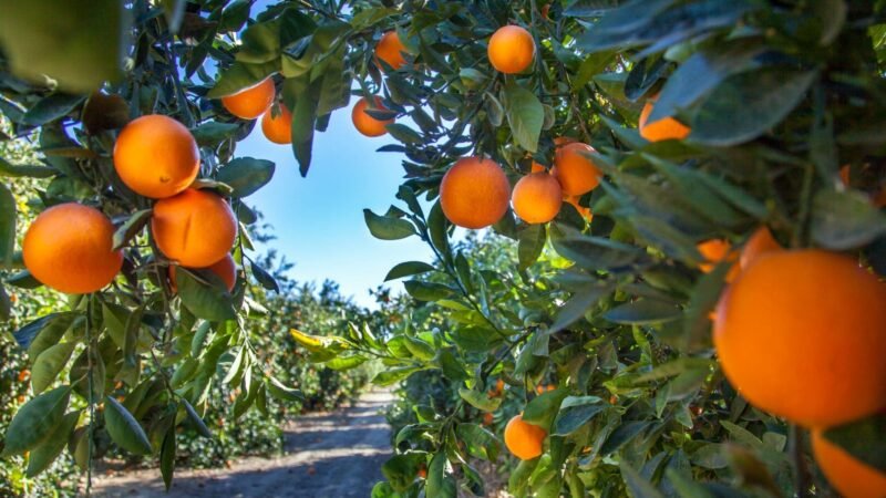 Salvando árboles de agricultores afectados por DANA con tratamiento de «gumoza»