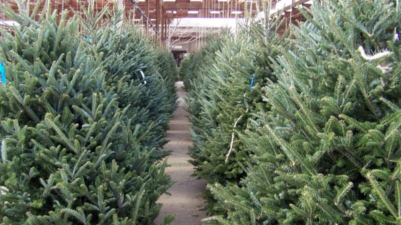 Un fin sostenible para los árboles de Navidad