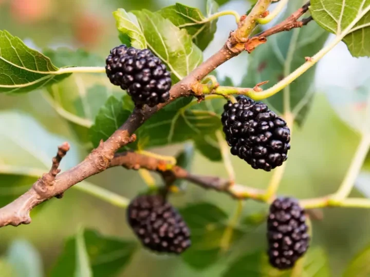 Un tesoro escondido de nutrientes y tradiciones – Descubre la riqueza de nuestra cultura.