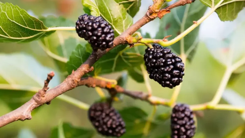 Un tesoro escondido de nutrientes y tradiciones – Descubre la riqueza de nuestra cultura.