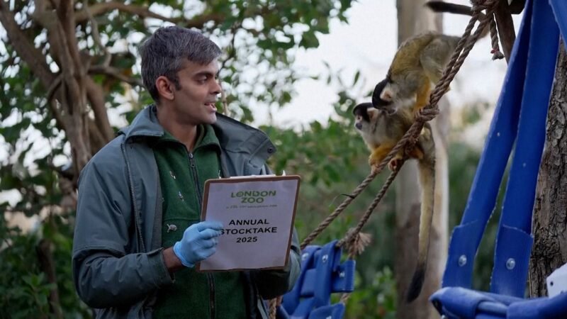 VIDEO: Gran cantidad de animales en el Zoológico de Londres