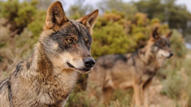 WWF critica la decisión de quitar protección a los lobos en La Rioja y lo considera un retroceso injustificado.