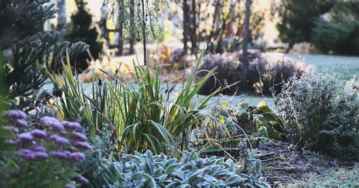 ¿Por qué esperar hasta la primavera para hacer la tarea de jardinería?