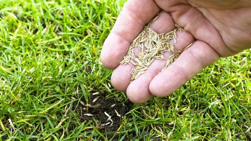 El secreto para revitalizar su césped en primavera.