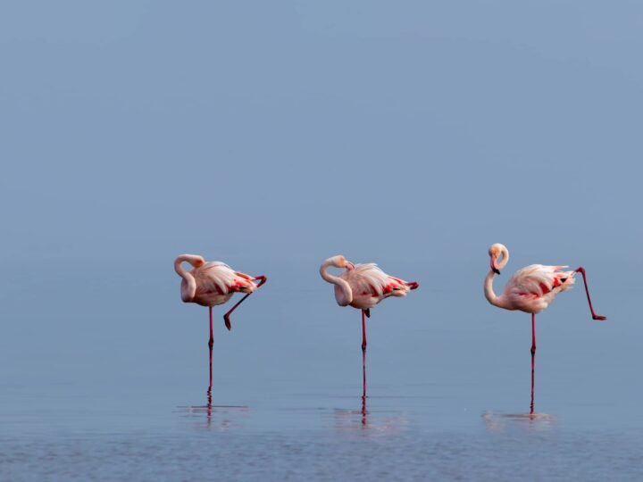 No te pierdas el Festival de la Naturaleza en Albura esta Semana Santa