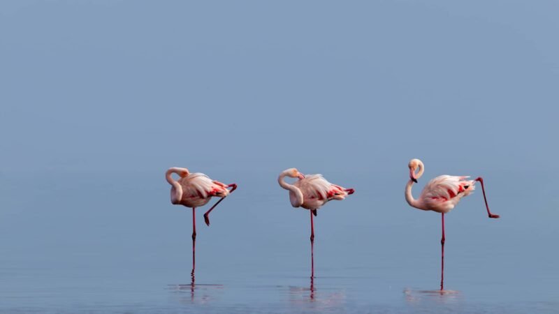 No te pierdas el Festival de la Naturaleza en Albura esta Semana Santa